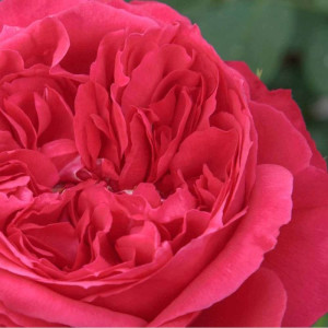 RUBAN ROUGE® / ELBJUWEL® Meiprehmyr